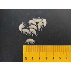 Blešivec Gammarus 12mm