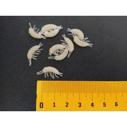 Blešivec Gammarus 14mm