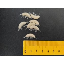 Blešivec Gammarus 17mm