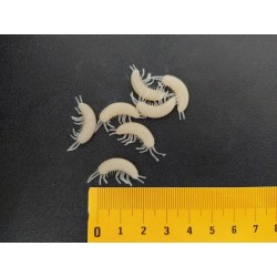 Blešivec Gammarus 18mm